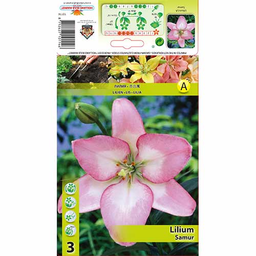 Liliom Samur termék fotó 1 Liliom Samur kép 1 termék 70274