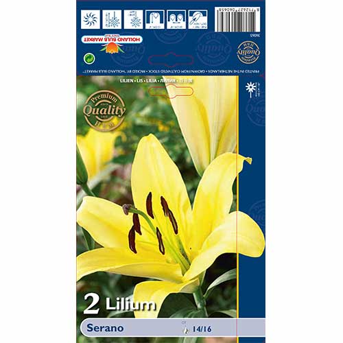 Liliom Serano kép 1 termék 70233