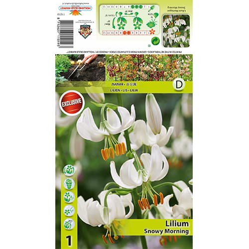 Liliom Snowy Morning kép 1 termék 77824