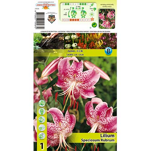Liliom Speciosum Rubrum termék fotó 1 Liliom Speciosum Rubrum kép 1 termék 70438