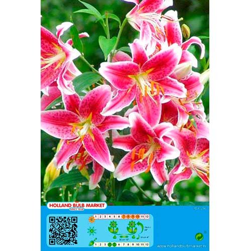 Liliom Stargazer kép 1 termék 76479