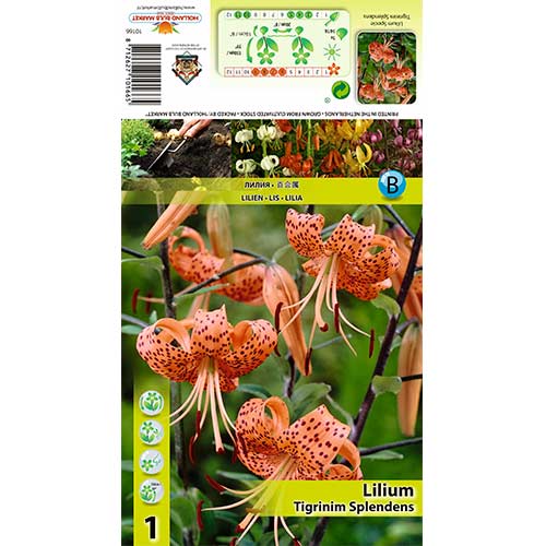 Liliom Tigrinum Splendens termék fotó 1 Liliom Tigrinum Splendens kép 1 termék 70439
