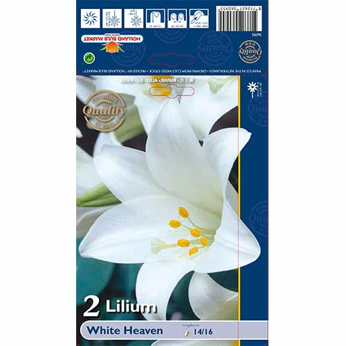 Liliom White Heaven termék fotó 1 Liliom White Heaven kép 1 termék 76124