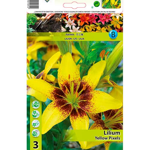 Liliom Yellow Pixels termék fotó 1 Liliom Yellow Pixels kép 1 termék 70470
