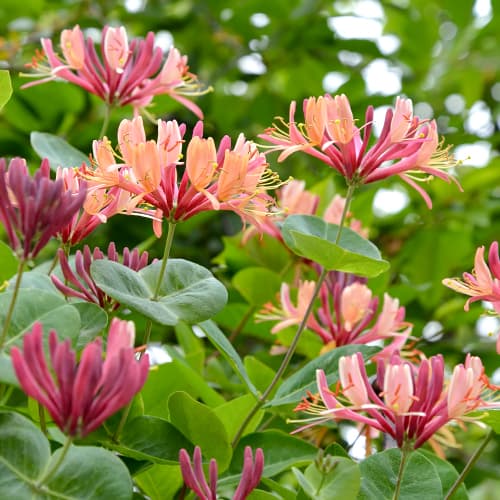 Lonc American Beauty, P9 kép 1 termék 9046