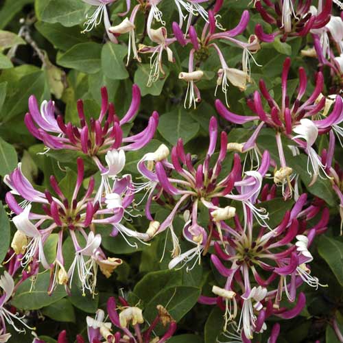 Lonc Fragrant Cloud PBR, C2 kép 1 termék 8230