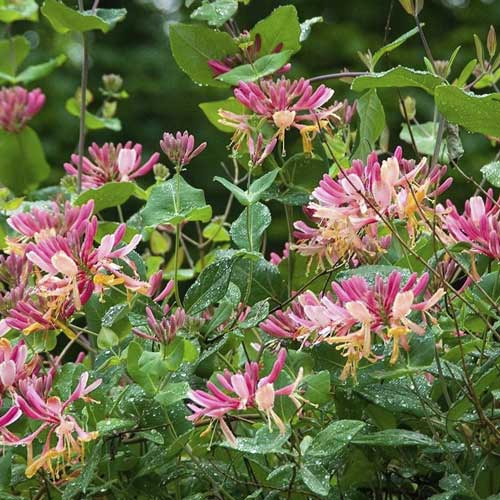 Lonc Goldflame, C2 kép 1 termék 8231