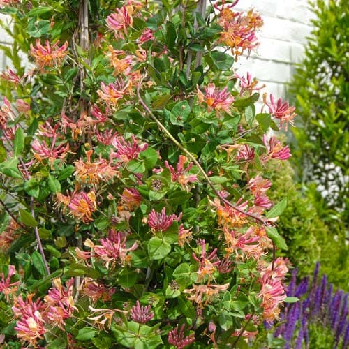 Lonc Heckrotti termék fotó 1 Lonc Heckrotti kép 1 termék 9177