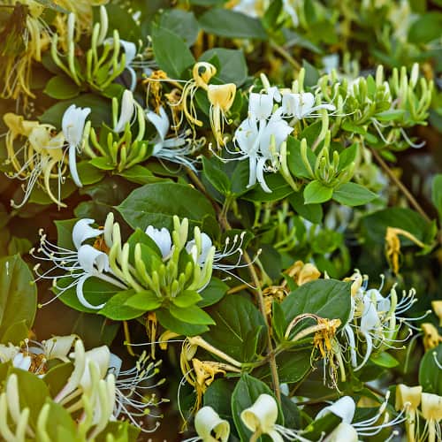 Lonicera periclymenum Graham Thomas, С2 termék fotó 1 Lonicera periclymenum Graham Thomas, С2 kép 1 termék 7787