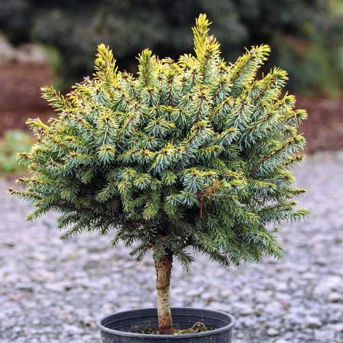 Lucfenyő ezüst Peve Tijn, C5 kép 1 termék 8249