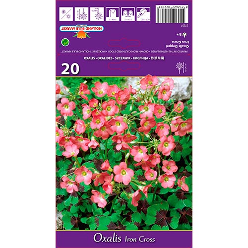 Madársóska Deppei Iron Cross kép 1 termék 67671