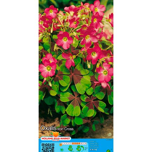 Madársóska Iron Cross kép 1 termék 76481