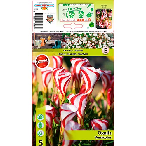 Madársóska Versicolor termék fotó 1 Madársóska Versicolor kép 1 termék 67440