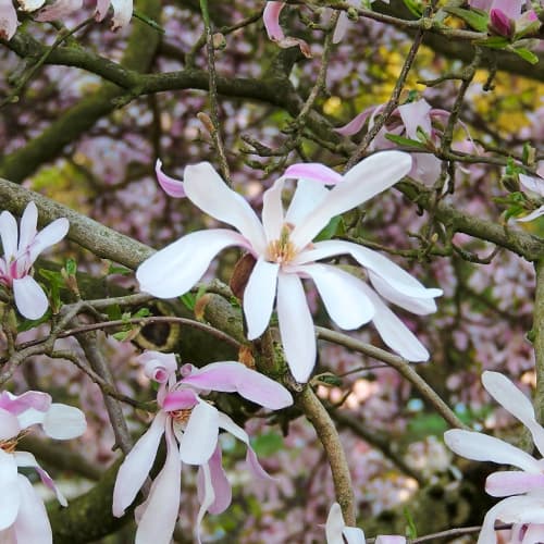 Magnolia Leonard Messel, С2 kép 1 termék 7788