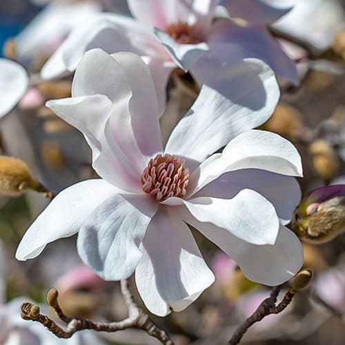 Magnolia Merrill, С2 kép 1 termék 7789