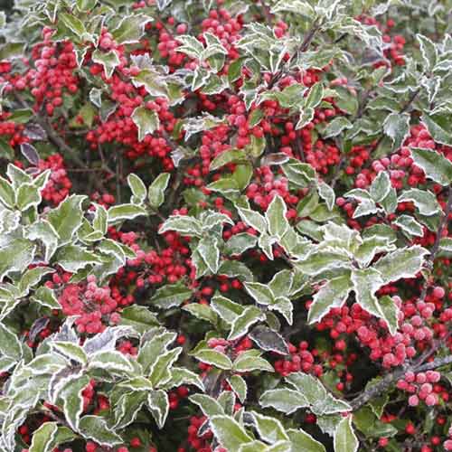 Magyal (Ilex) Blue Princess, C2 kép 1 termék 8551