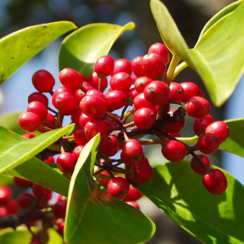 Magyal (Ilex) Red Dot kép 1 termék 5612