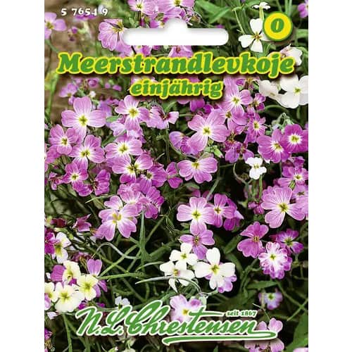 Malcolmia maritima éves kép 1 termék 96436