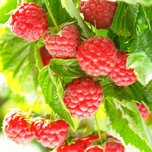 Málna Autumn First kép 1 termék 5836