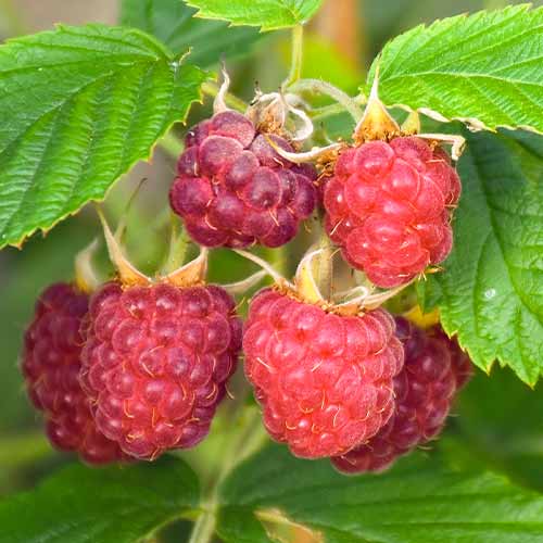 Málna Brandywine kép 1 termék 5837