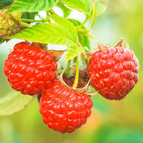 Málna Dorman Red kép 1 termék 5838