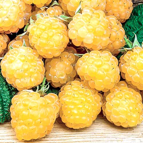 Málna Fall Gold kép 1 termék 7618