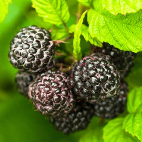 Málna fekete Black Jewel, Р9 kép 1 termék 7549