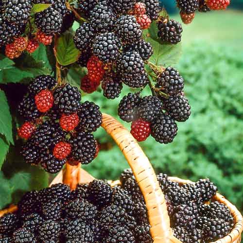 Málna fekete Bristol kép 1 termék 7551