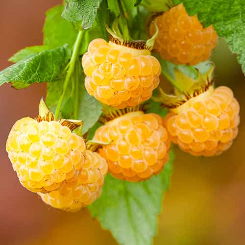 Málna folytontermő All Gold kép 1 termék 7699