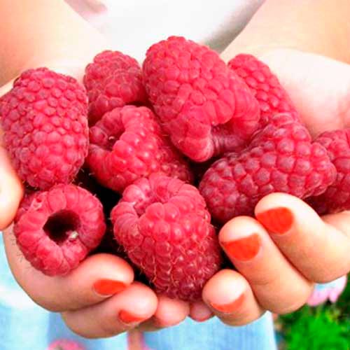 Málna folytontermő Cascade Delight kép 1 termék 7530