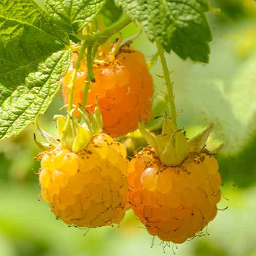 Málna folytontermő Golden Queen, Р9 kép 1 termék 7608