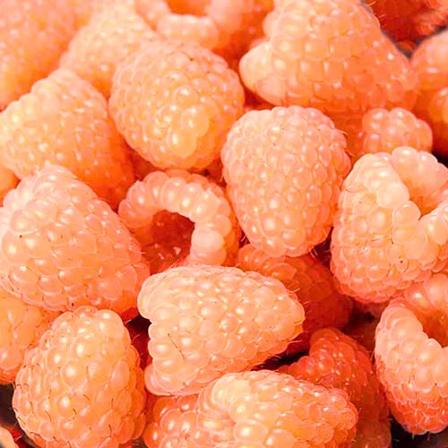 Málna folytontermő Orange Giant kép 1 termék 7537