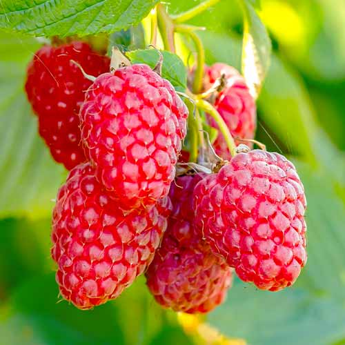 Málna folytontermő Polana, Р9 kép 1 termék 7544