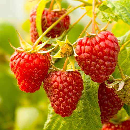 Málna folytontermő Red Giant, Р9 termék fotó 1 Málna folytontermő Red Giant, Р9 kép 1 termék 7536