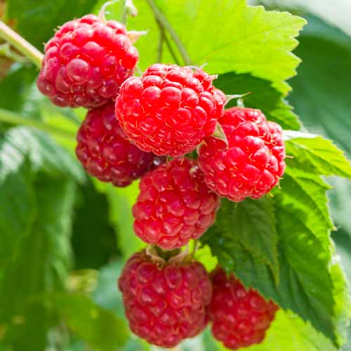 Málna folytontermő Sugana, Р9 kép 1 termék 8036