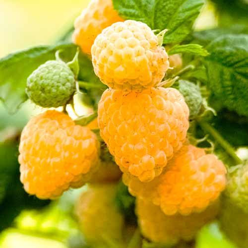 Málna folytontermő Yellow Giant, Р9 kép 1 termék 7535