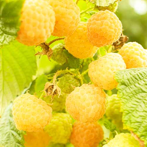 Málna Golden Bilss termék fotó 1 Málna Golden Bilss kép 1 termék 5839