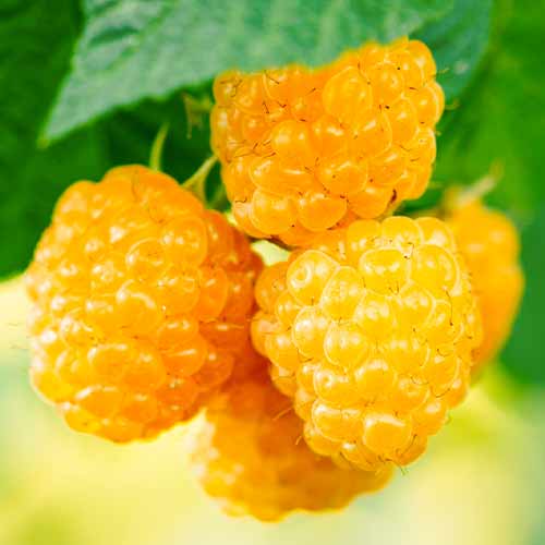 Málna Golden Everest, Р9 kép 1 termék 5840