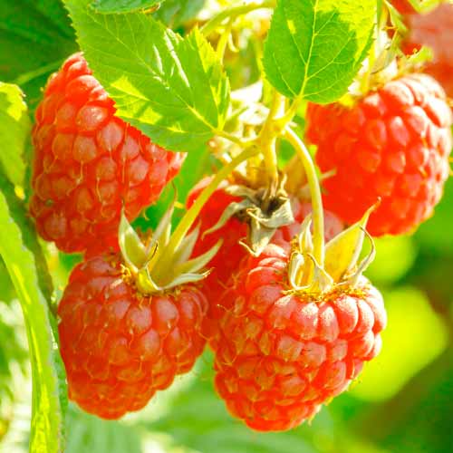 Málna Heritage, Р9 kép 1 termék 7616