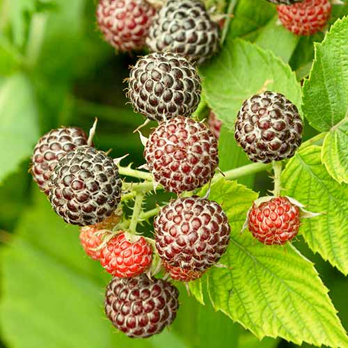 Málna lila Glen Coe kép 1 termék 7548