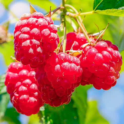 Málna Malling Promise kép 1 termék 5841