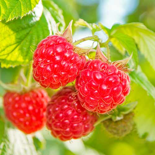 Málna Schonemann Red kép 1 termék 5842