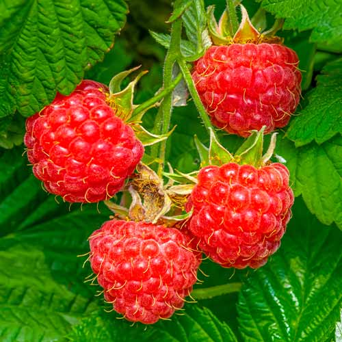 Málna Willamette kép 1 termék 7617