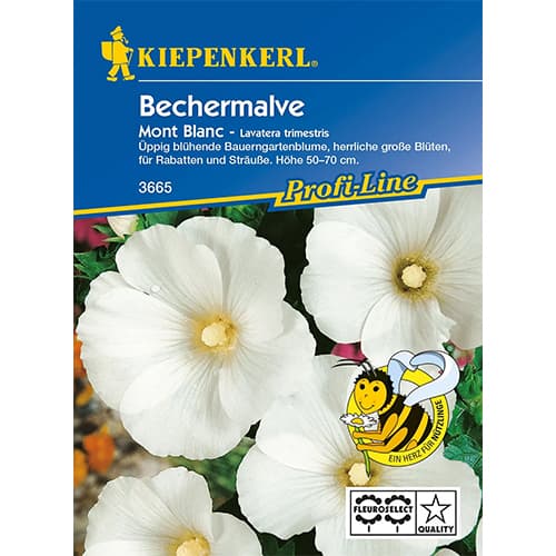 Mályvarózsa Mont Blanc termék fotó 1 Mályvarózsa Mont Blanc kép 1 termék 86253