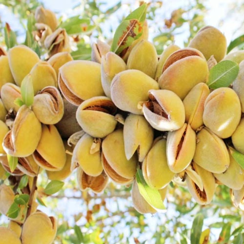 Mandula Barreta kép 1 termék 7948