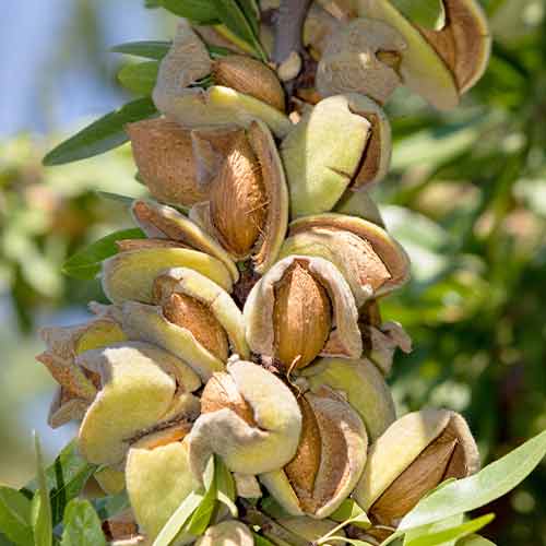 MANDULA OSZLOPOS AVIJOR kép 1 termék 2001