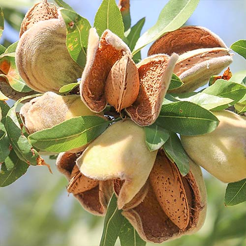 Mandula Ferragnes kép 1 termék 7949