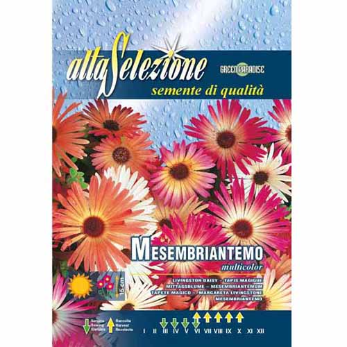 Margitvirág Livingstone, mix termék fotó 1 Margitvirág Livingstone, mix kép 1 termék 96354