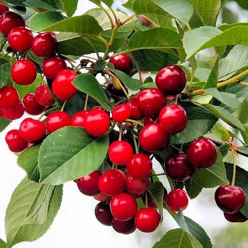 Meggy Florinas, С2 kép 1 termék 1627