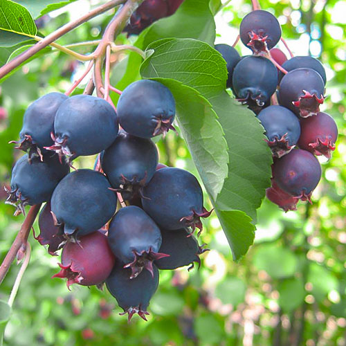 Mézalmácska Northline kép 1 termék 9331